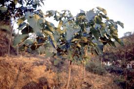 Image result for Vernicia