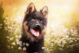 صور كلب الراعى الالماني black german shepherd puppies puppy time puppies