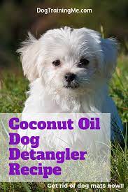 A Coconut Oil Dog Detangler Can Help When Matted Dog Hair Is Out Of Control Learn The Dangers Of Matted Dog Hair Matted Dog Hair Coconut Oil For Dogs Dog Hair