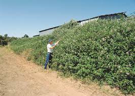 Blackberry Control | Agriculture And Food