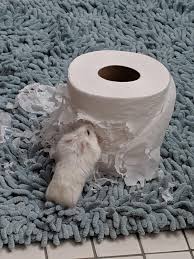 How To Care For Hamsters — 10 Steps To Care For Your Hamster (Long Post!)