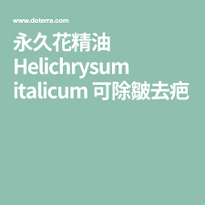 永久花精油 helichrysum oil doterra 美商多特瑞精油 helichrysum italicum helichrysum oil helichrysum