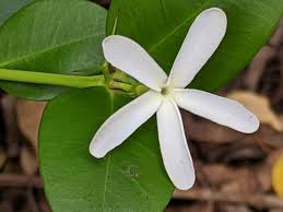 Image result for Carissa praetermissa