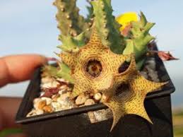 Image result for Huernia erectiloba