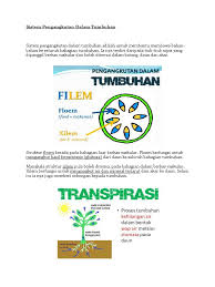 Floem mengangkut glukosa semasa fotosintesis proses transpirasi menghasilkan satu daya tarikan membolehkan air diserap akarkebahagian atas tumbuhan kelembapan udara kepentingan proses membantu mengangkut air & garam mineral yang terlarut dalam air dari akar ke seluruh tumbuhan Sistem Pengangkutan Dalam Tumbuhan