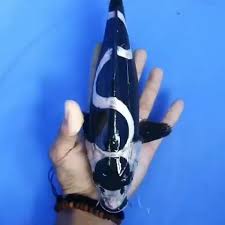 Pin On Koi