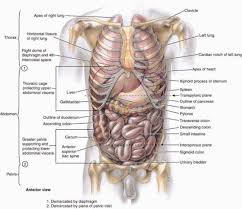 Human anatomy rib cage organs vector illustrated ribcage organs 8×10 or 11×14 print etsy. Pin On Human Anatomy Organs