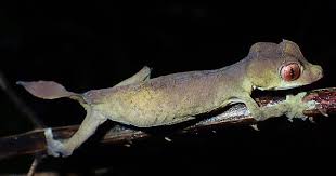 Image result for Urochloa platynota