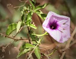 Image result for Ipomoea rubens
