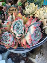 Check spelling or type a new query. Plant Id Succulents