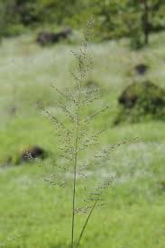 Image result for Arundinella nepalensis