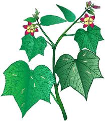 Image result for Pterygota mildbraedii