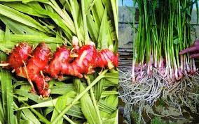 Jahe Merah Zingiber Officinale Atau Jahe Sunti Merupakan Jahe Dengan Warna Unik Beda Dengan Jahe Pada Umumnya Yakni Berw Tanaman Tanaman Obat Kebun Herbal