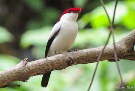 araripe manakin antilophia bokermanni birds love birds bird