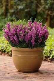 Angelonia Beautiful Flowers Snapdragons Container Plants