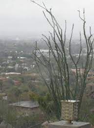 1024 x 683 jpeg 341 кб. Different Types Of Cactus Picture Of Phoenix Central Arizona Tripadvisor