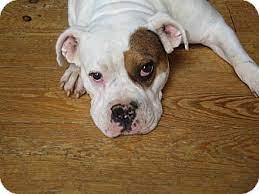 Some dogs can jump or climb over short fences. North Wilkesboro Nc American Bulldog Meet George A Pet For Adoption