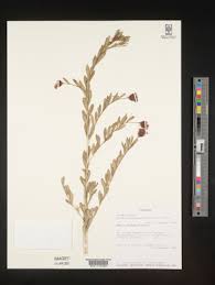 Image result for Gnidia involucrata