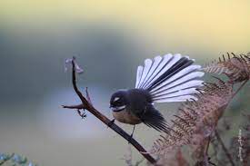 New Zealand Fantail New Zealand Birds Online