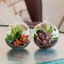 Comporre la fioriera piante grasse e sassi si abbinano bene perché le rocce fanno spesso parte dell'ambiente naturale da cui provengono queste piante, che scoprite subito come realizzare ricette con frutti di mare gustose e sane, perfette per le vostre cene in compagnia o i vostri pranzi in ufficio. 50 Idee Su Appendere Piante Grasse Nel 2021 Appendere Piante Grasse Piante Piante Grasse