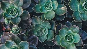 38 Aesthetic Green Pc Wallpapers On Wallpapersafari Micromax in note 1 stock wallpapers. 38 aesthetic green pc wallpapers on