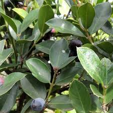 Image result for Olea capensis