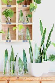 Image result for Sansevieria
