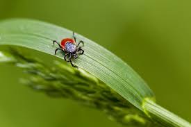 I like to take a more natural attempt. How To Get Rid Of Ticks With These 6 Tips