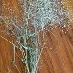 Image result for Eragrostis aspera