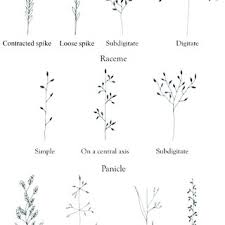 Image result for Elytrophorus spicatus