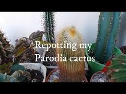 More cacti and succulents threads. Repotting My Parodia Leninghausii Cactus Youtube
