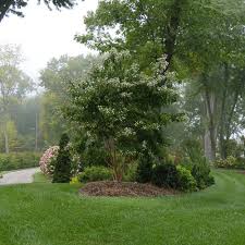 We did not find results for: Temple Of Bloom Seven Son Flower Heptacodium Miconioides Proven Winners