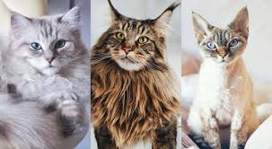 ‪The 10 Most Popular Breeds of Cats - RAWZ‬‏