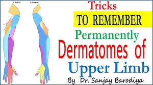 trick to remember dermatomes of upper limb