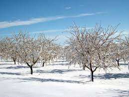 Euro_symbol de 21 a 30 € por persona/día. El Almendro Y La Nieve Fotografia De Arnelia Casas Rurales Bogarra Tripadvisor