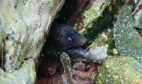 Through consistent efforts moray has obtained good product ranges and solutions within mooring and subsea service. Moray Eels Identification Guide Snorkeling Report