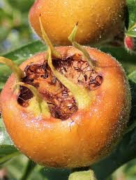 Image result for Marsilea macrocarpa