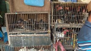 Arti mimpi ayam mati mungkin memiliki isyarat baik, akan tetapi tidak banyak menyenangkan dalam kehidupan individu tersebut. Harga Ayam Kampung Tembus Rp 90 000 Ekor
