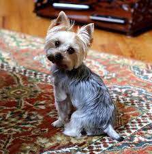 Teacup Yorkie Information Dog Nerdz