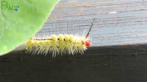 This yellow poisonous caterpillar prefers hackberry, black locust, and redbud. See This Colorful Fuzzy Caterpillar In Michigan Don T Touch It