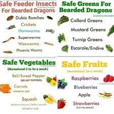 Bearded Dragon Foods Bearded Dragon Food Bearded Dragon Care Bearded Dragon Diet