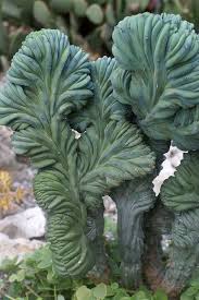 Cereus Peruvianus Monstrosus Varietat Catania Botanischer Garten Planting Succulents Unusual Plants Plants