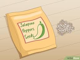Ripe peppers are the color of their maturity. 3 Ways To Grow Jalapeno Peppers Wikihow