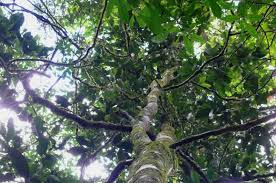 Image result for Polyceratocarpus