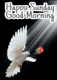 Good morning sunday images in english. Top 55 Good Morning Happy Sunday Images Hd Pictures For Whatsapp