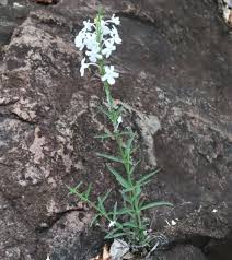 Image result for Chascanum schlechteri