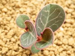 Image result for Monadenium pseudoracemosum