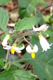 Image result for Solanum sp. A