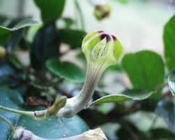Image result for Ceropegia racemosa