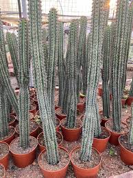 Image result for Euphorbia confinalis